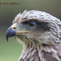 Luňák hnědý - Zayferus ukázky dravců pro veřejnost, Lednice zámek