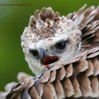 Orel bojovný - Zayferus, ukázky dravců, zámek - Lednice