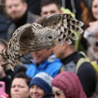 Puštík bělavý - Zayferus, dravci ukázky pro veřejnost Lednice