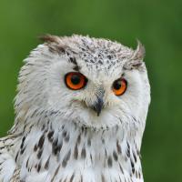 Výr velký západosibiřský - ukázky dravců v lednickém parku