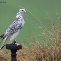 Gyr Na Posedu Ped Letem2020